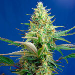 Auto CBD Sweet Pure femmine. All'ingrosso per professionisti Sweet Seeds