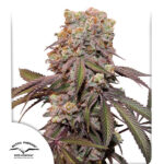 Auto Candy Bubatz XL fem. Dutch Passion