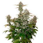 Auto Candy Dawg fem. Seedstockers