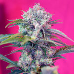 Auto Cream Mandarine , femmina. All'ingrosso per professionisti Sweet Seeds