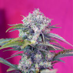 Auto Cream Mandarine femmine Sweet Seeds