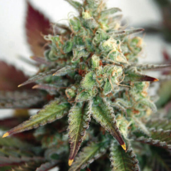 Auto-Critical-20-XL-1-u-fem-Garden-of-Green-Seeds.jpg Auto Critical 2.0 XL 1 femmina Garden of Green Seeds - immagine 1