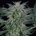 Auto Critical Jack Silent Seeds