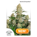 Auto Critical Orange Punch femmina Dutch Passion
