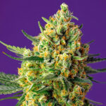Auto Crystal Candy XL u fem. Sweet Seeds