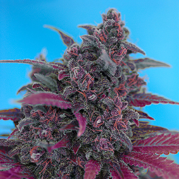Auto-Dark-Devil-31-u-fem-Sweet-Seeds.jpg Auto Dark Devil u fem. Sweet Seeds - immagine 1
