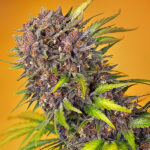 Auto Diablo Rojo XL femmine sfuse per professionisti Sweet Seeds