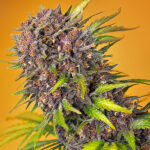 Auto Diablo Rojo XL u femminili Sweet Seeds
