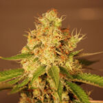 Auto Diesel 5 u G13 Labs