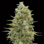 Auto Do-Si-Dos Cookies femminili 00 Seeds