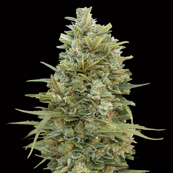 Auto-Do-Si-Dos-Cookies-3-u-fem-00-Seeds.jpg Auto Do-Si-Dos Cookies femminili 00 Seeds - immagine 1