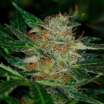 Auto Dream Sherbet 1 femmina Kannabia Seeds