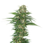 Auto Early Skunk fem. Sensi Seeds