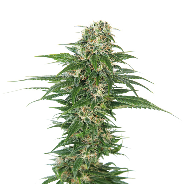 Auto-Early-Skunk-10-u-fem-Sensi-Seeds.jpg Auto Early Skunk fem. Sensi Seeds - immagine 1