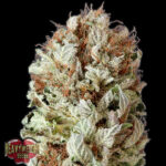 Auto Extreme Impact 3 donne Heavyweight Seeds
