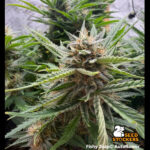 Auto Fishy Zoap Seedstockers Superior