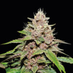 Auto Forbidden Mochi femmina Seedstockers Superior