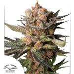 Auto Frozen Biscotti 3 femmine Dutch Passion
