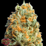 Auto Fully Loaded 3 donne Heavyweight Seeds