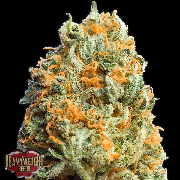 Auto-Fully-Loaded-3-u-fem-Heavyweight-Seeds.jpg Auto Fully Loaded 3 donne Heavyweight Seeds - immagine 1