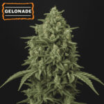 Auto Gelonade fem. 15 u Seedstockers