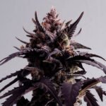 Auto Ginger Punch femmina Kannabia Seeds