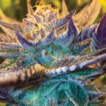 Auto Girl Scout Cookies 1 femmina Garden of Green Seeds