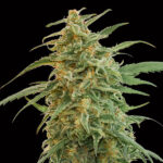 Auto Gorilla femminili 00 Seeds