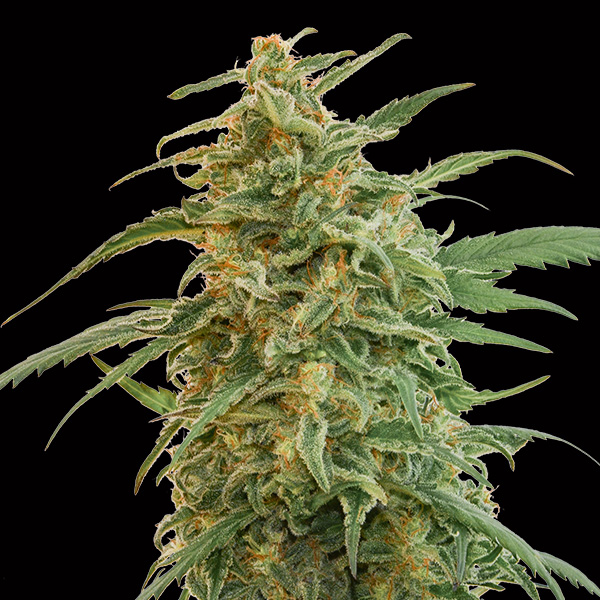 Auto-Gorilla-3-u-fem-00-Seeds.jpg Auto Gorilla femminili 00 Seeds - immagine 1