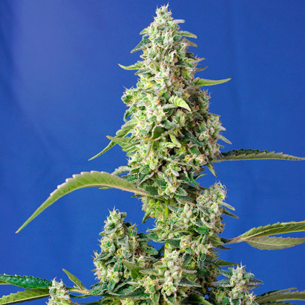 Auto-Gorilla-Girl-XL-31-u-fem-Sweet-Seeds.jpg Auto Gorilla Girl XL u femminili Sweet Seeds - immagine 1