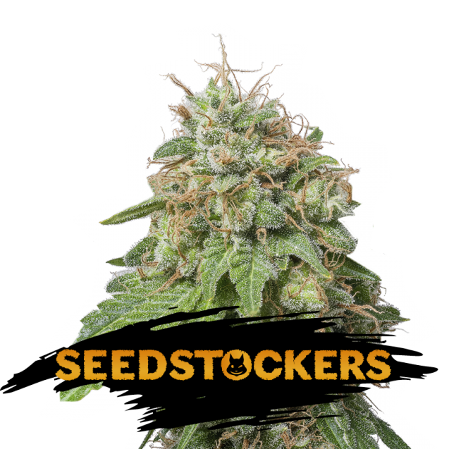 Auto-Green-Crack-fem-1-u-Seedstockers.png Auto Green Crack fem. Seedstockers - immagine 1