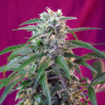 Auto Green Poison piante femminizzate Sweet Seeds