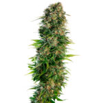 Auto Hindu Kush 3 piante femminizzate Sensi Seeds