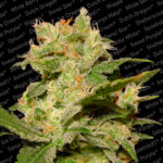 Auto Jack fem. Paradise Seeds