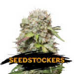 Auto Jack Herer fem. Seedstockers