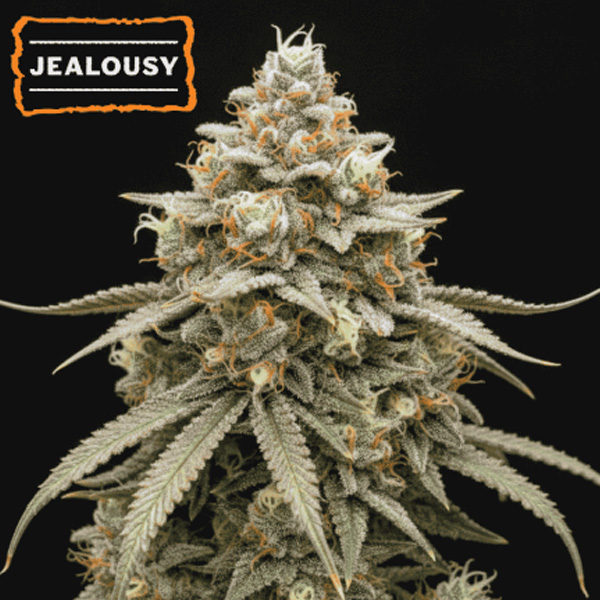 Auto-Jealousy-fem-15-u-Seedstockers.jpg Auto Jealousy fem. 15 u Seedstockers - immagine 1