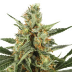 Auto Jock Horror femmine The Sativa Seedbank