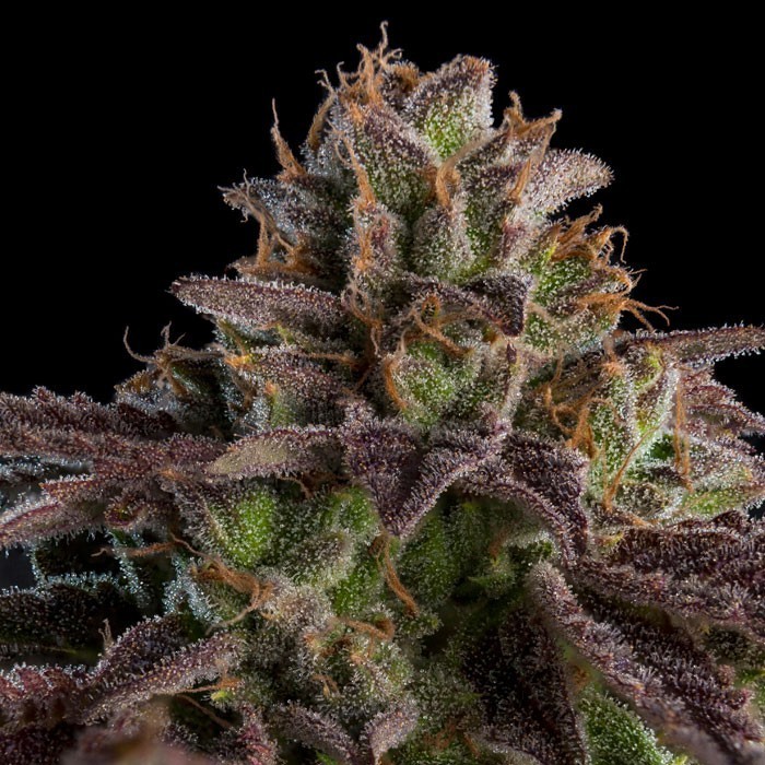 Auto-K-Mintz-3-u-fem-Ripper-Seeds.jpg Auto K-Mintz , modello femminile Ripper Seeds - immagine 1