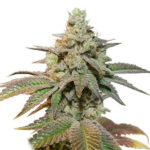 Auto Kerosene Krash fem. Dutch Passion