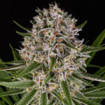 Auto Lemon Haze fem. Barney's