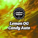 Auto Lemon OG Candy 5 u fem Ed. Speciale Philosopher