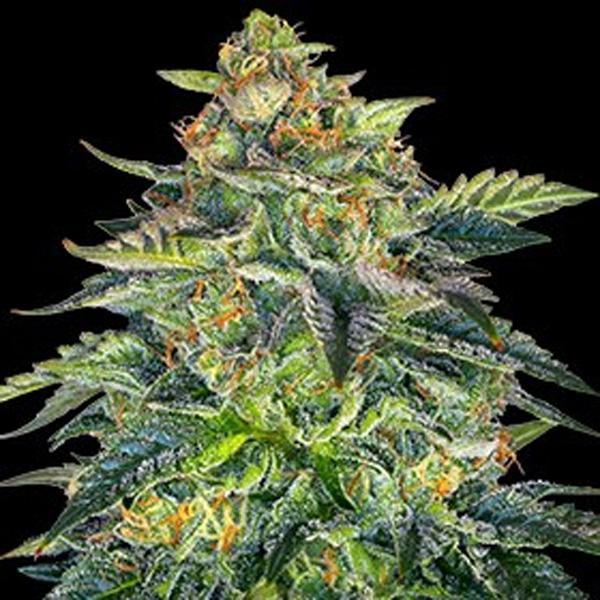 Auto-London-Cream-Cake-5u-G13-Labs.jpg Auto London Cream Cake 5 u G13 Labs - immagine 1