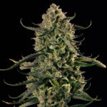 Auto MAC Dawg XXL Silent Seeds