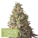 Auto Mack & Crack fem. Seedstockers Superior