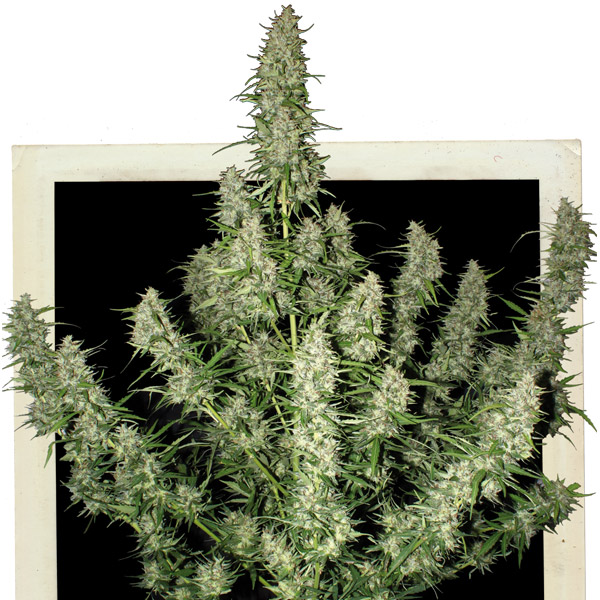 Auto-Magnum-3-u-fem-Buddha-Seeds.jpg Auto Magnum , fem. Buddha Seeds - immagine 1