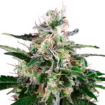 Auto Master Kush fem. White Label