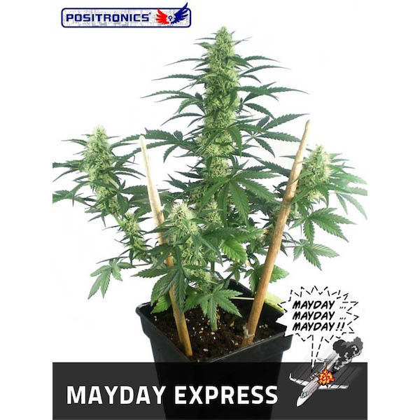 Auto-Mayday-Express-1-u-fem-Positronics-Seeds.jpg Auto Mayday Express 1 femmina Positronics Seeds - immagine 1
