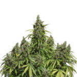Auto Mazar fem. Dutch Passion