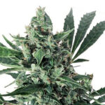 Auto Med Gom 1.0 - 3 u Grassomatic