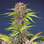 Auto Mimosa Bruce Banner XL , femmina, sfuso, per professionisti Sweet Seeds
